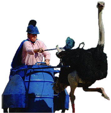 ostrich chariot race